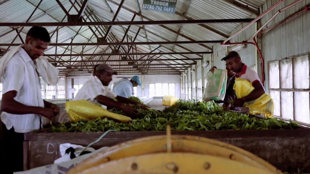 فندق Tea And Experience Factory - Thema Collection Mandaran Newara المظهر الخارجي الصورة